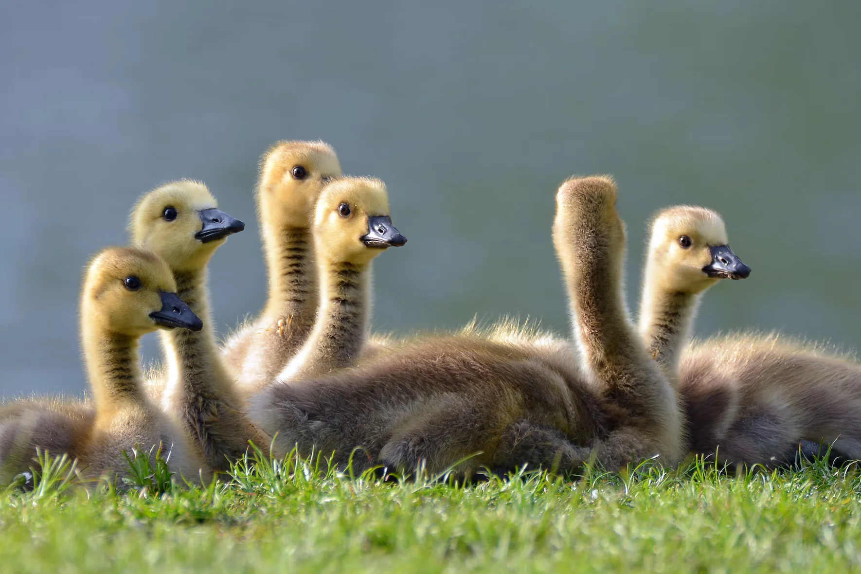 Goslings. Image by Jan Meeus.