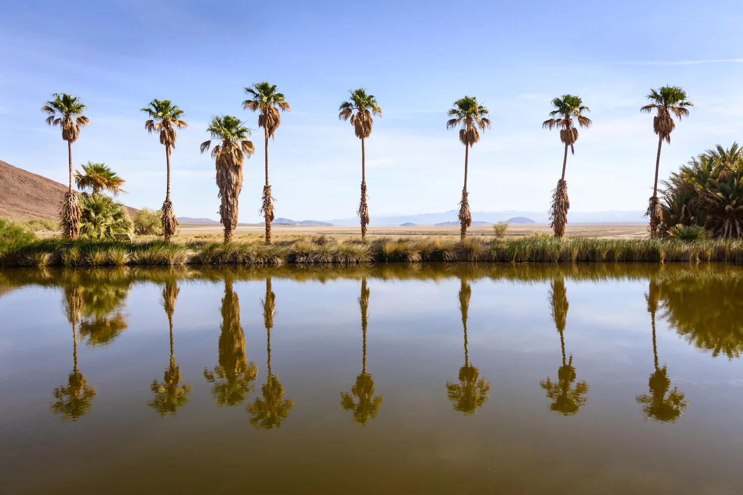 An oasis in Zzyzx, CA (formerly Soda Springs). Image by Steve H.