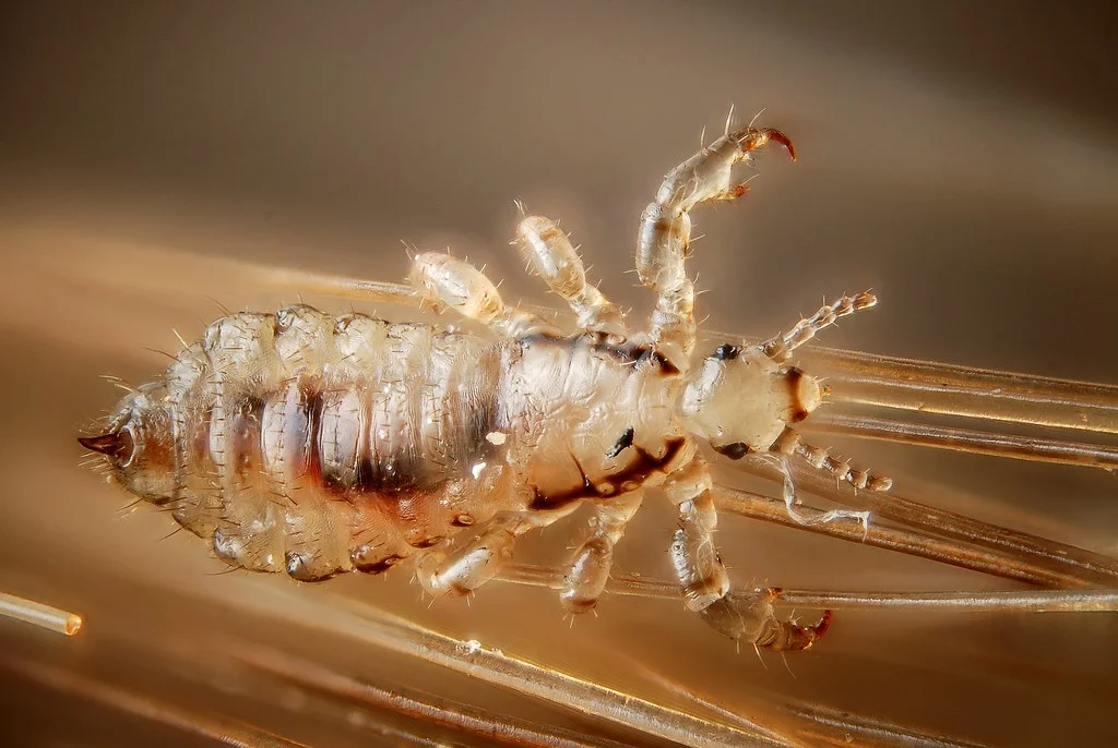 Male human head louse, Pediculus humanus capitis.