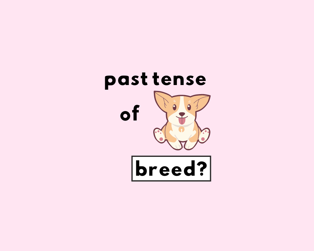 How to Use *Breeded or Bred (Explained, With Examples)