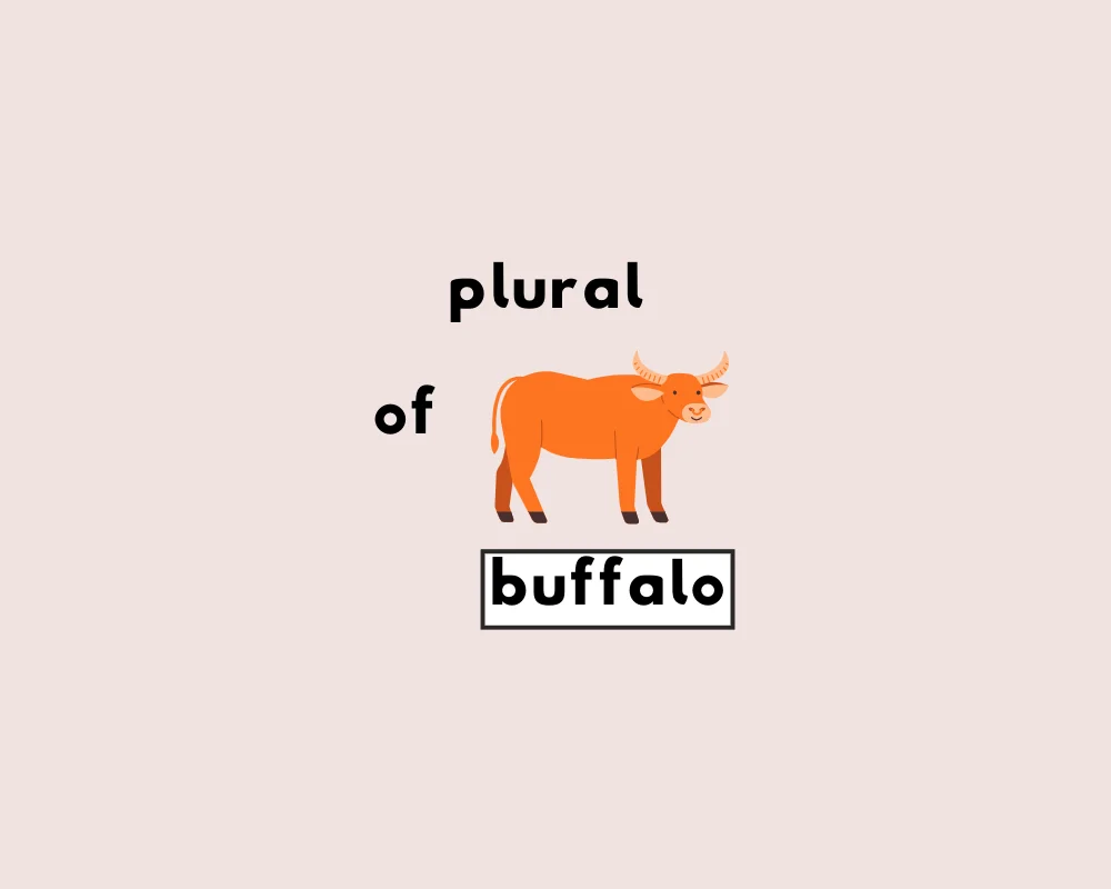 How to Use Buffalo Plural (Buffalos, Buffalo, Buffaloes?)