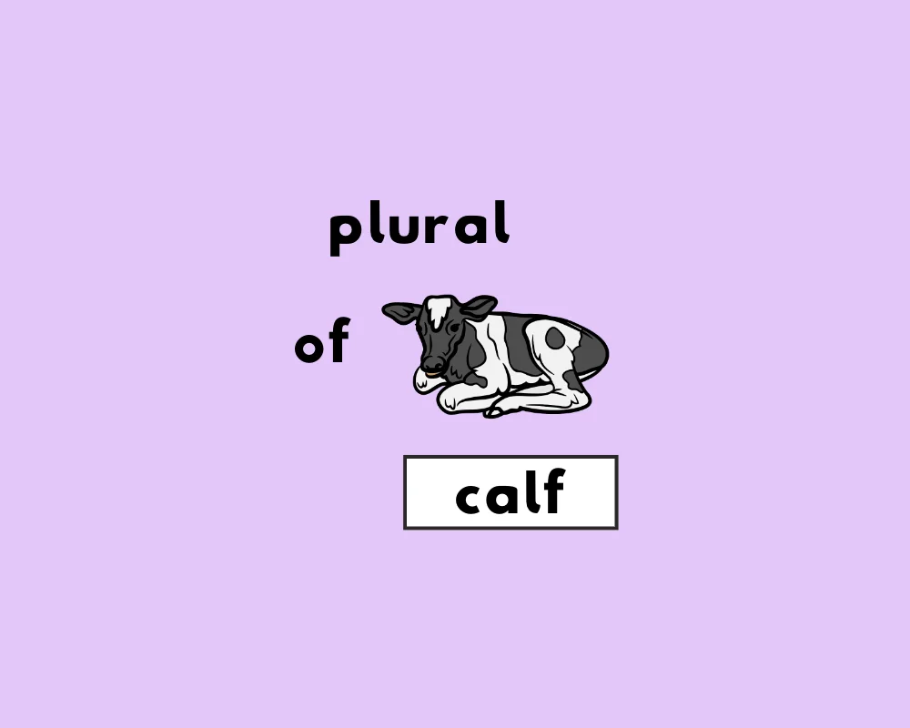 How to Use Calf Plural (Explained, With Examples)