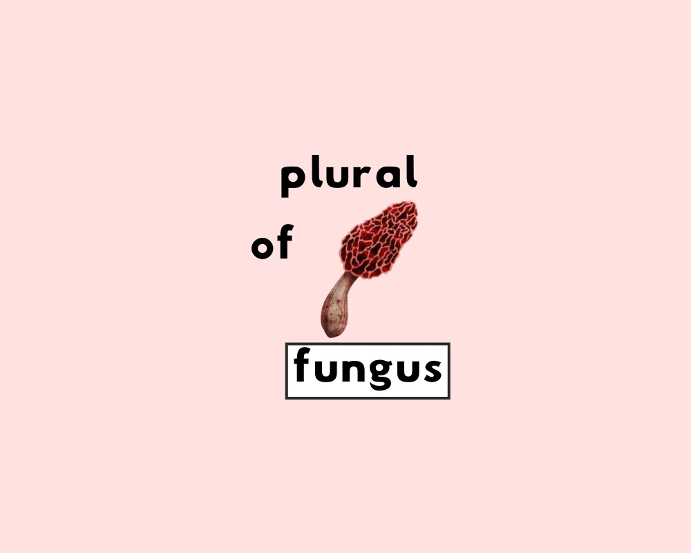 How to Use Fungus Plural (Explained, With Example)