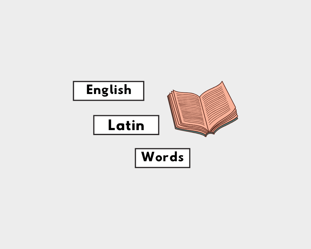 How to Use Latin English Nouns (Explanation & Worksheet)