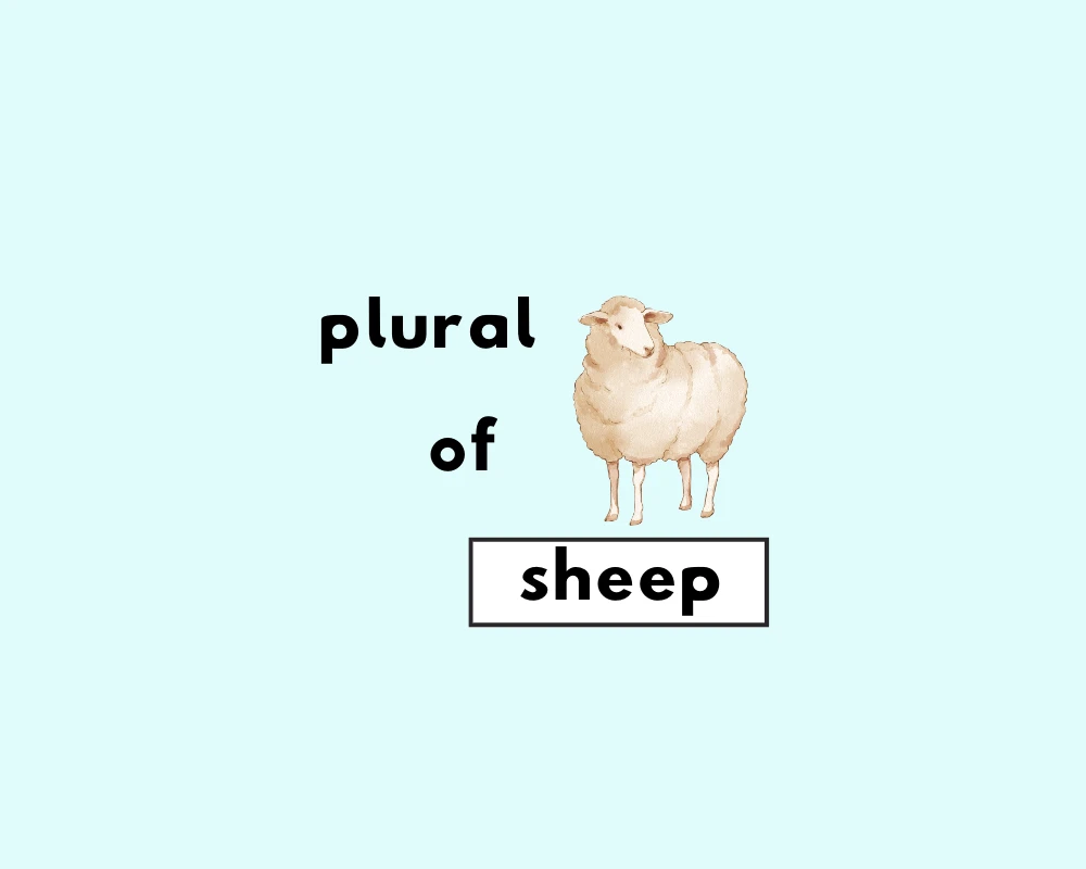 How to Use Sheep Plural (Explained, Examples & Worksheet)