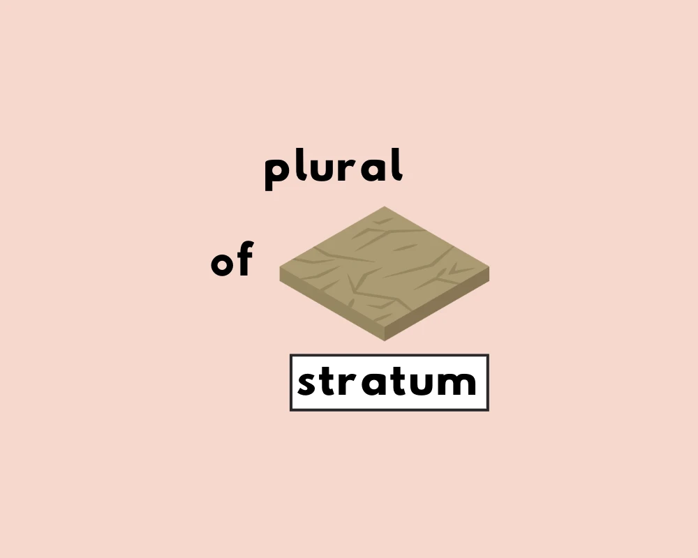 How to Use Stratum Plural (Explained, Examples)