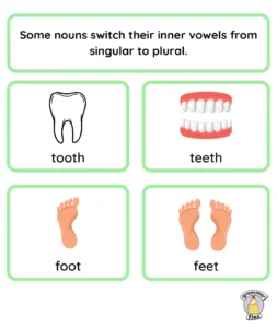 Some nouns switch inner vowels from singular to plural.
