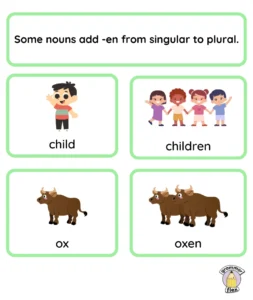 Some nouns add en from singular to plural.