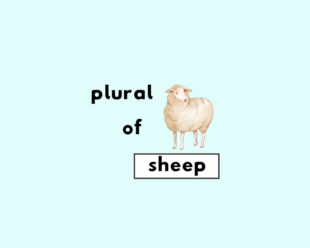 Is Sheep Singular or Plural?
