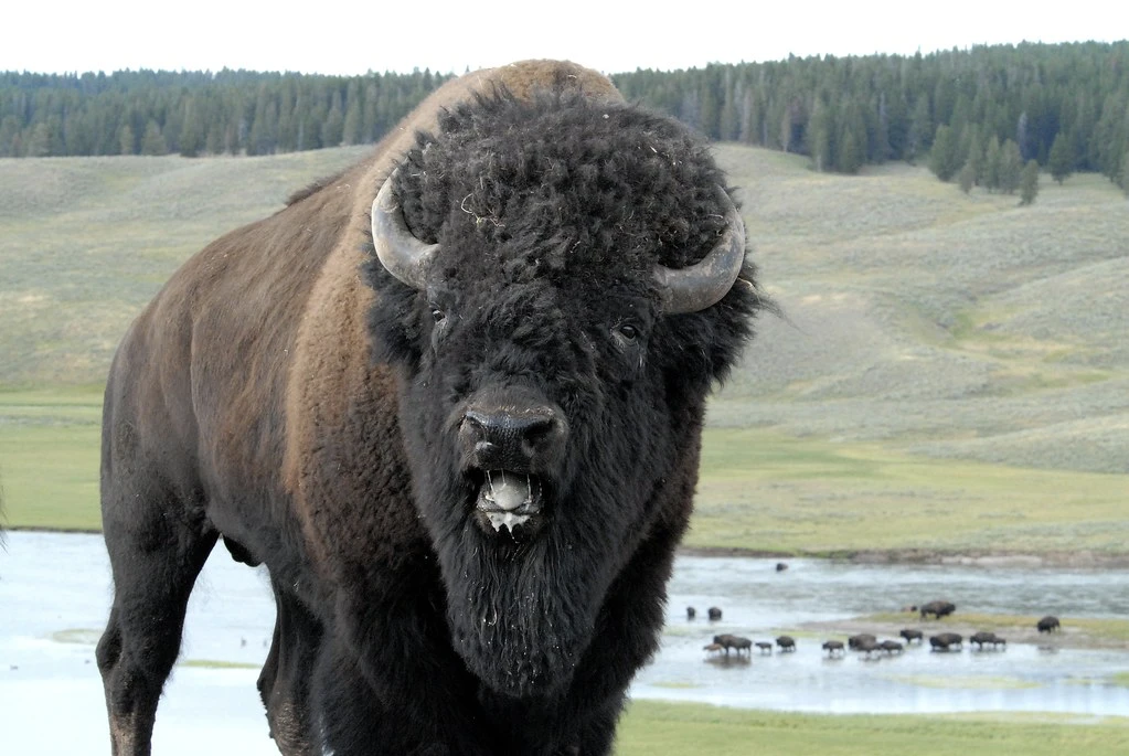An American bison. Photo credit: Dan Dzurisin.
